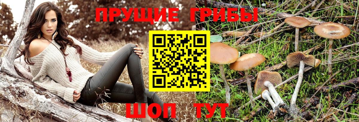 Галлюциногенные грибы Psilocybine cubensis  Вход с VPN  Заводоуковск 